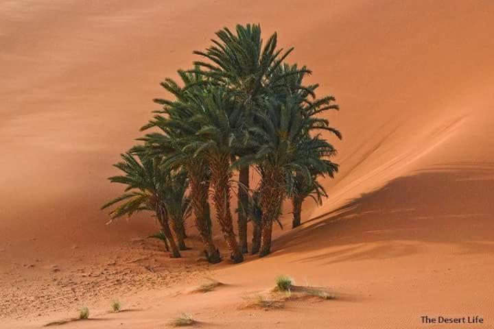 Готель Bivouac Camel Trips Мерзуга Екстер'єр фото
